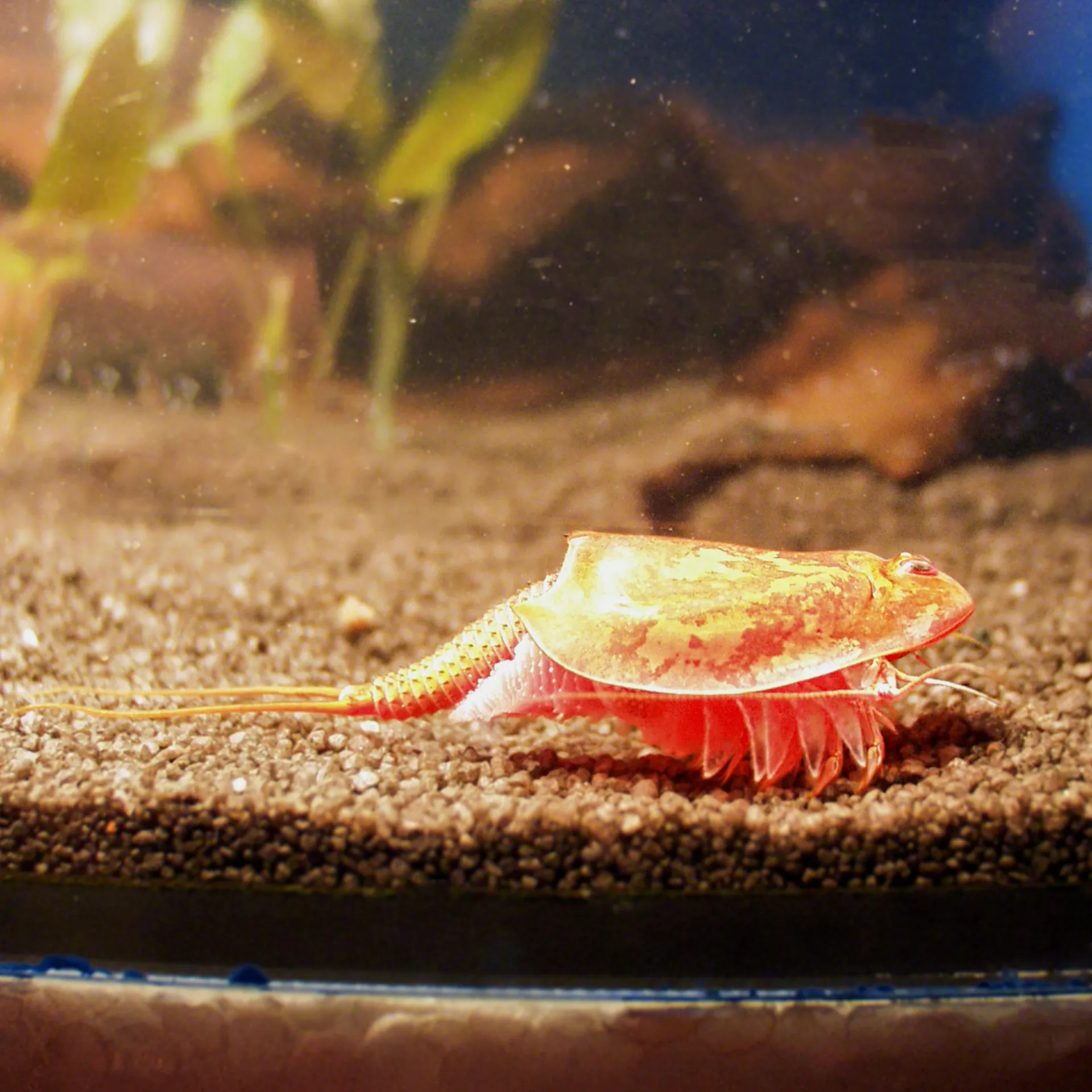 Hagemann Zuchtset Triops