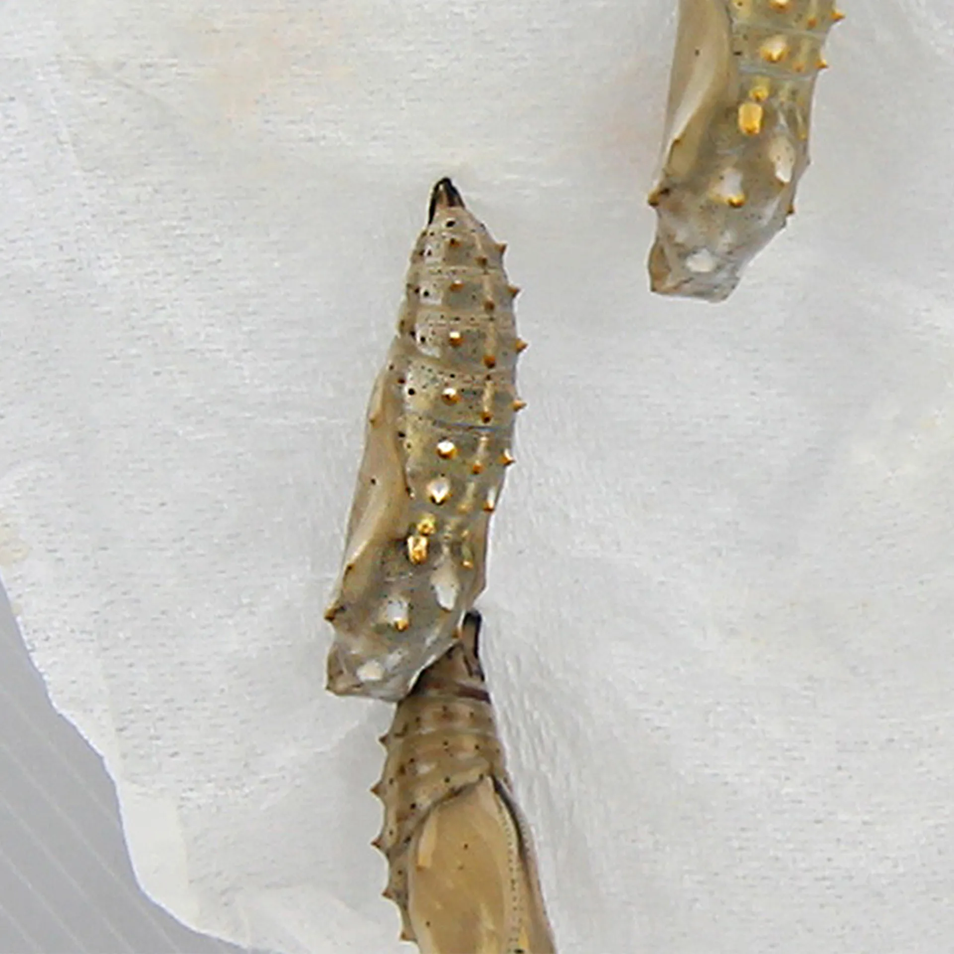 Hagemann Gruppenprojektset Schmetterlinge, Starter (15-21 Raupen)