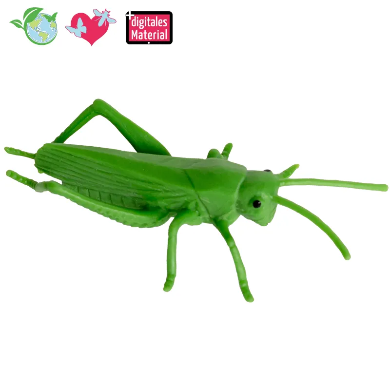 Hagemann Lebenszyklusmodell Heuschrecke (Modelle, 4-tlg.)