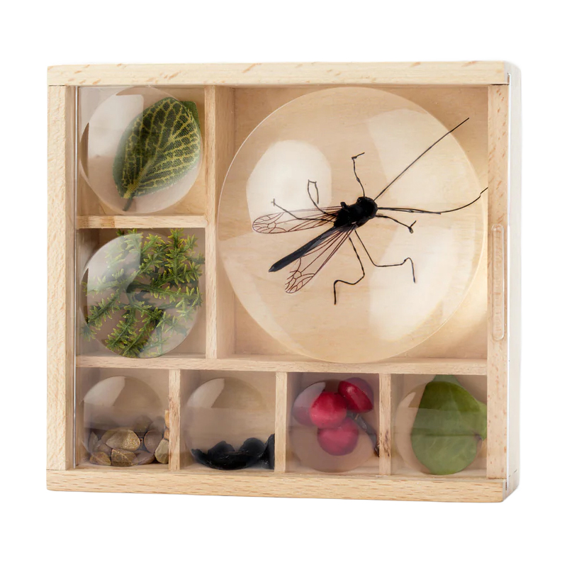 Mein Insekten-und-Naturschätze-Museum 