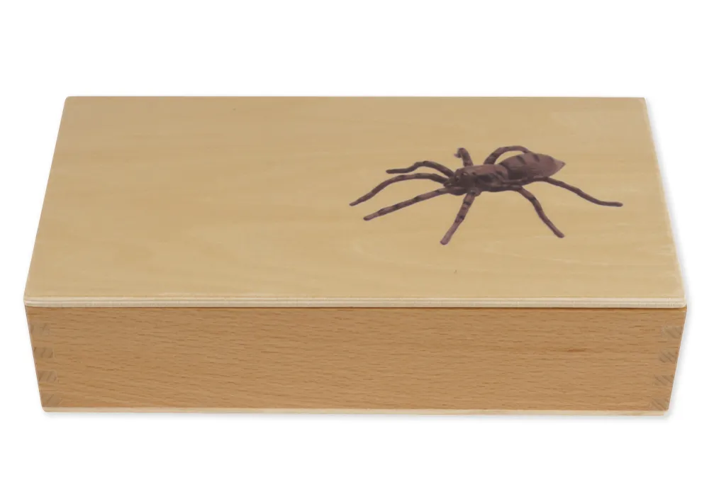 TimeTEX Lebenszyklus einer Spinne, in Holzbox "Montessori Premium"