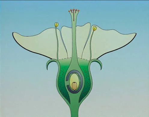 DVD-Lehrfilm Fortpflanzung + Entwicklung v. Blütenpflanzen