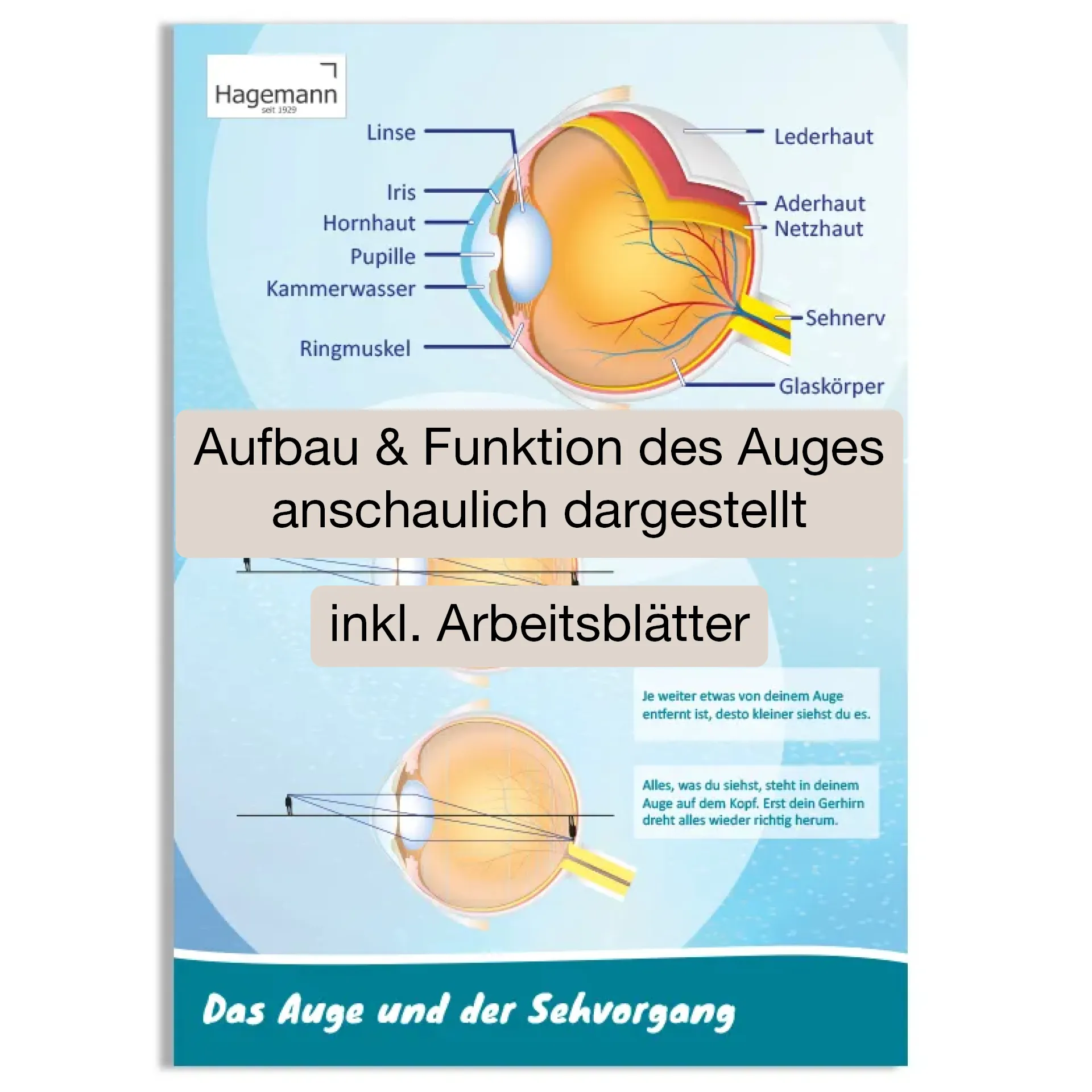 Hagemann Poster  Das Auge und der Sehvorgang