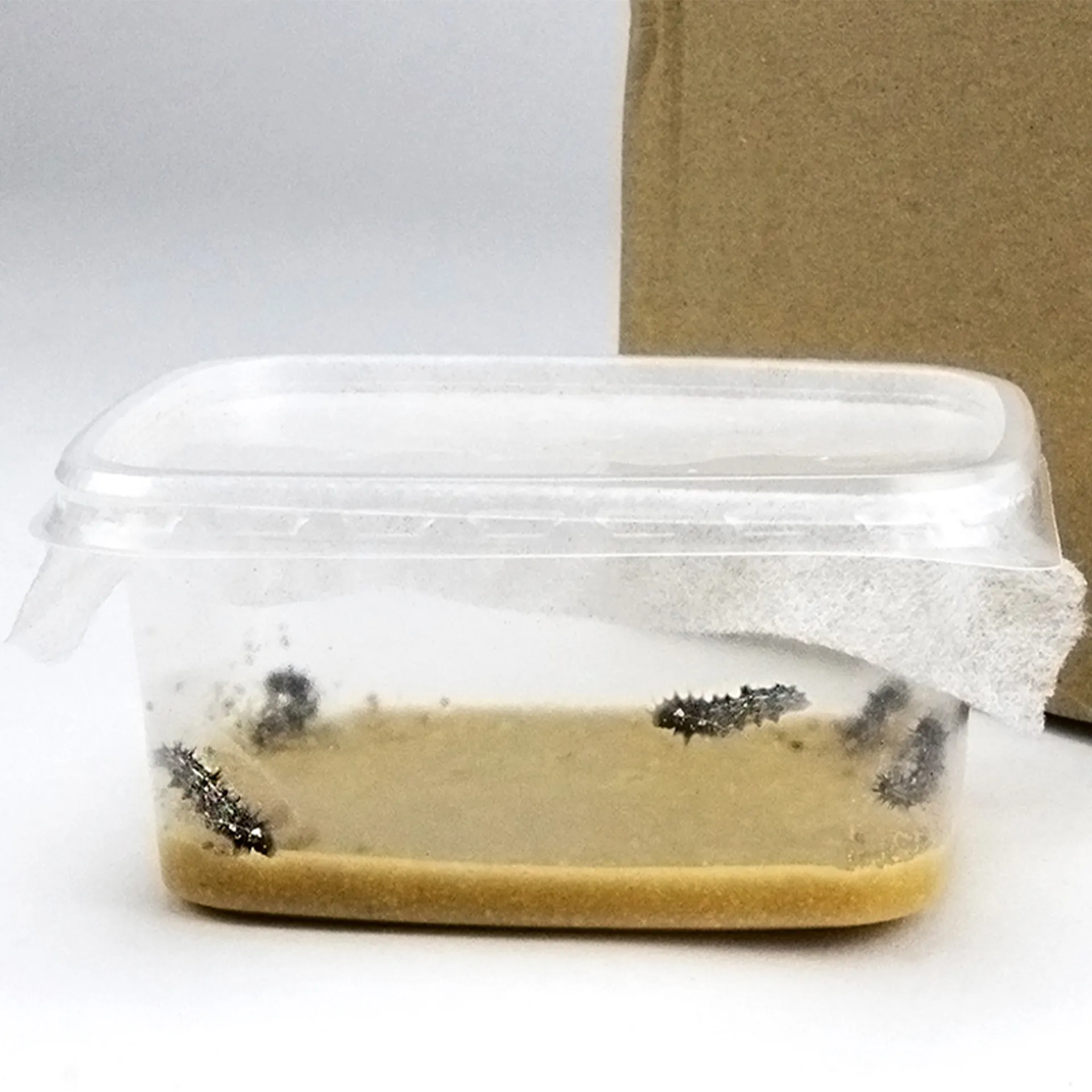 Hagemann Schmetterlings-Zuchtset mit Komfort-Eingriff (5-7 Raupen)