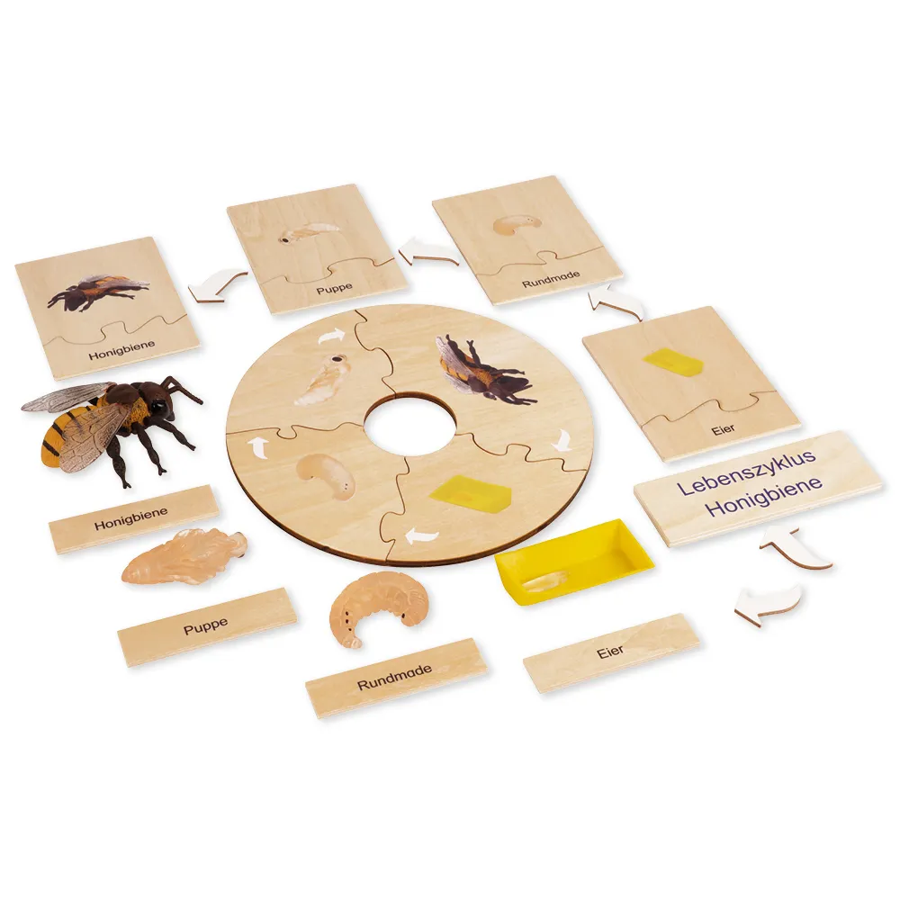 TimeTEX Lebenszyklus einer Honigbiene, in Holzbox "Montessori Premium"