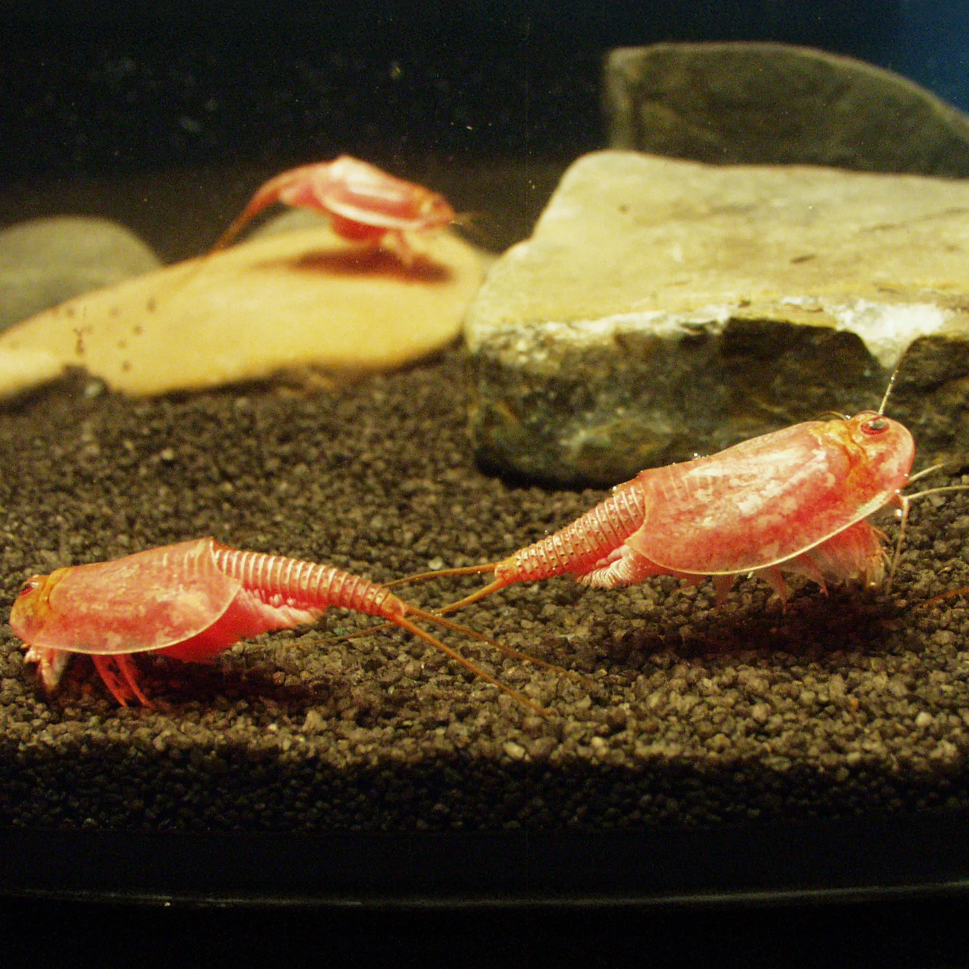 Hagemann Zuchtset Triops