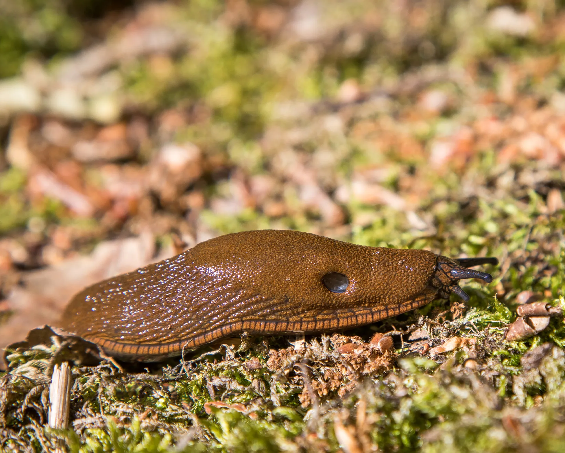 Nacktschnecke auf bemoosten Boden