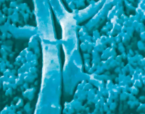 DVD-Lehrfilm Der Mensch: Die Atmung