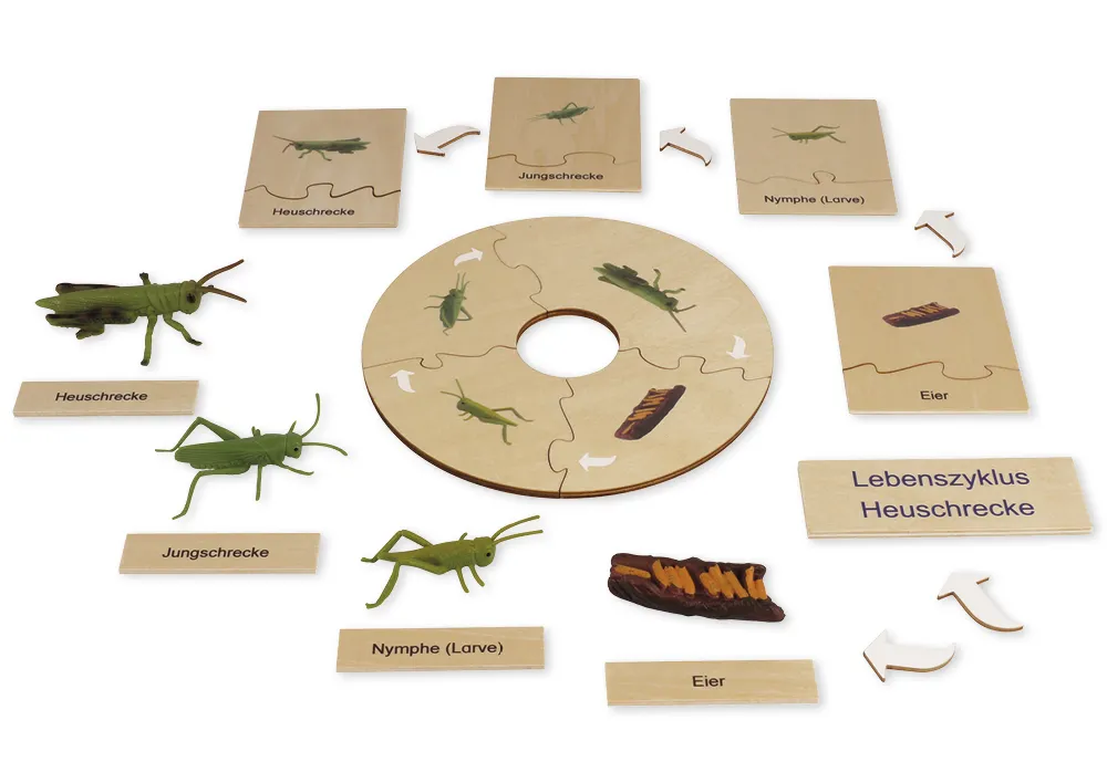 TimeTEX Lebenszyklus einer Heuschrecke, in Holzbox "Montessori Premium"