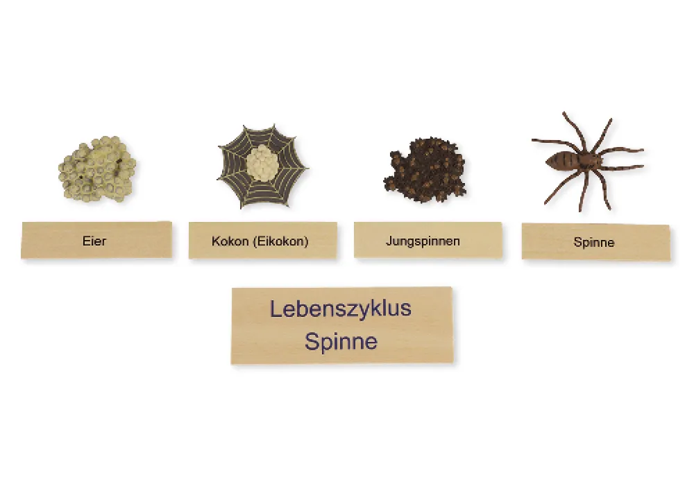 TimeTEX Lebenszyklus einer Spinne, in Holzbox "Montessori Premium"