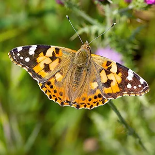 schmetterlinge