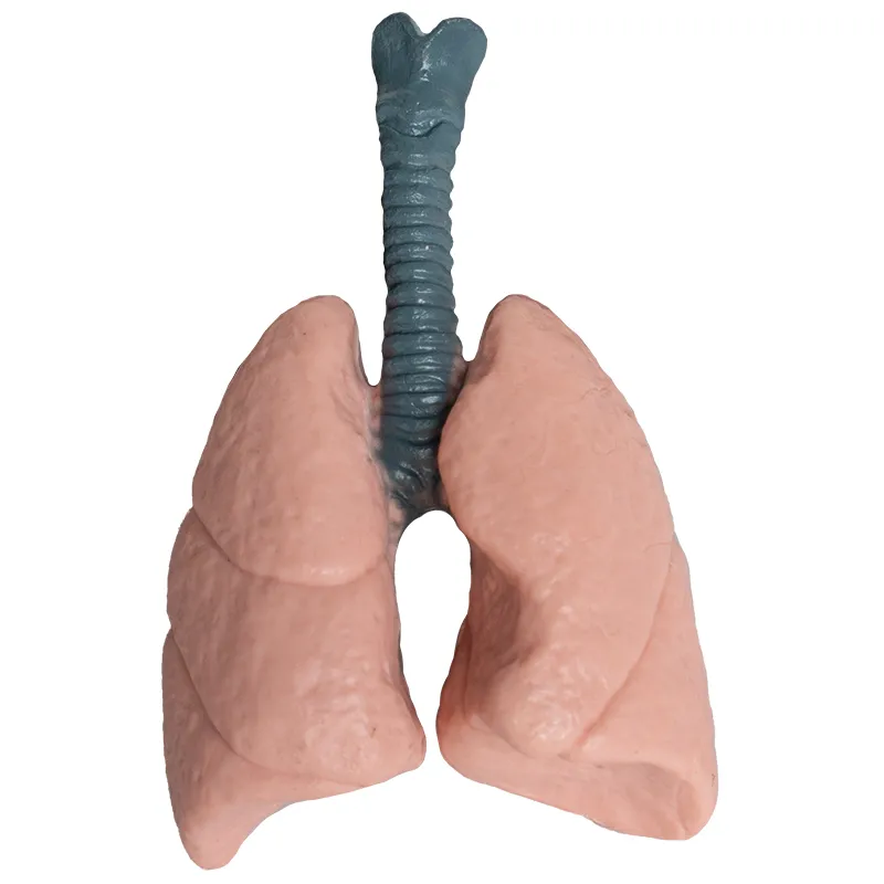 Hagemann Organe des Menschen (Modelle), 8-tlg.