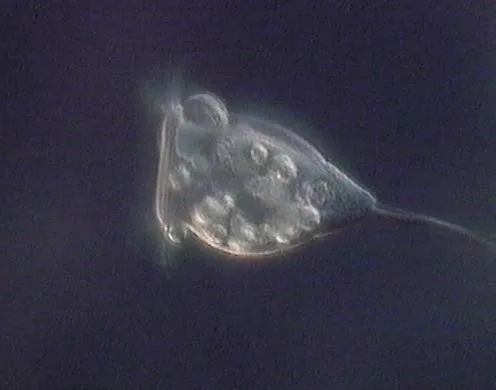 DVD-Lehrfilm Protozoen - Aus der Welt der Einzeller