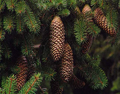 DVD-Lehrfilm Systematik der Pflanzen