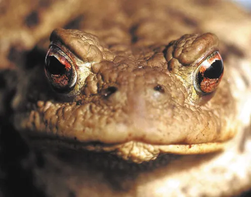 DVD-Lehrfilm Amphibien