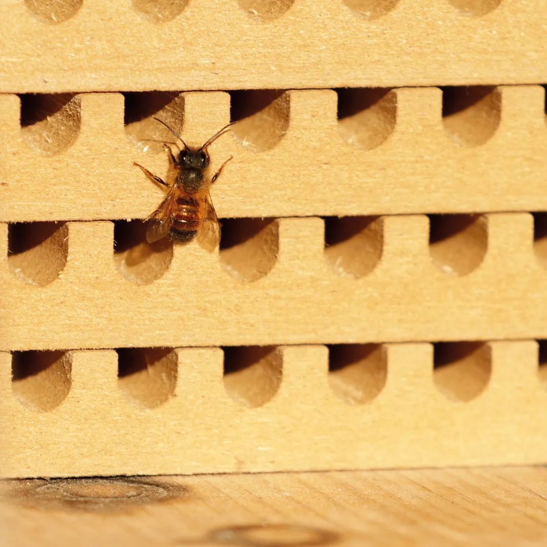 Hagemann Zuchtset Wildbienen, Rote Mauerbiene (mit Gutschein, 50 Kokons)
