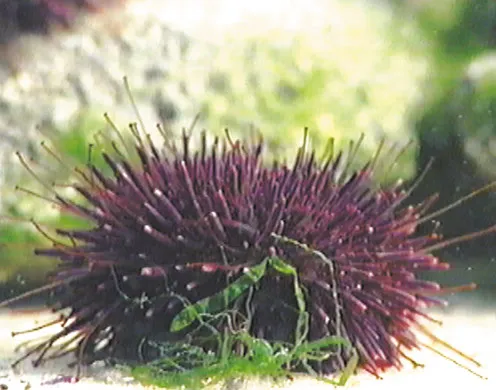 DVD-Lehrfilm "Embryonalentwicklung: Seeigel + Frosch"