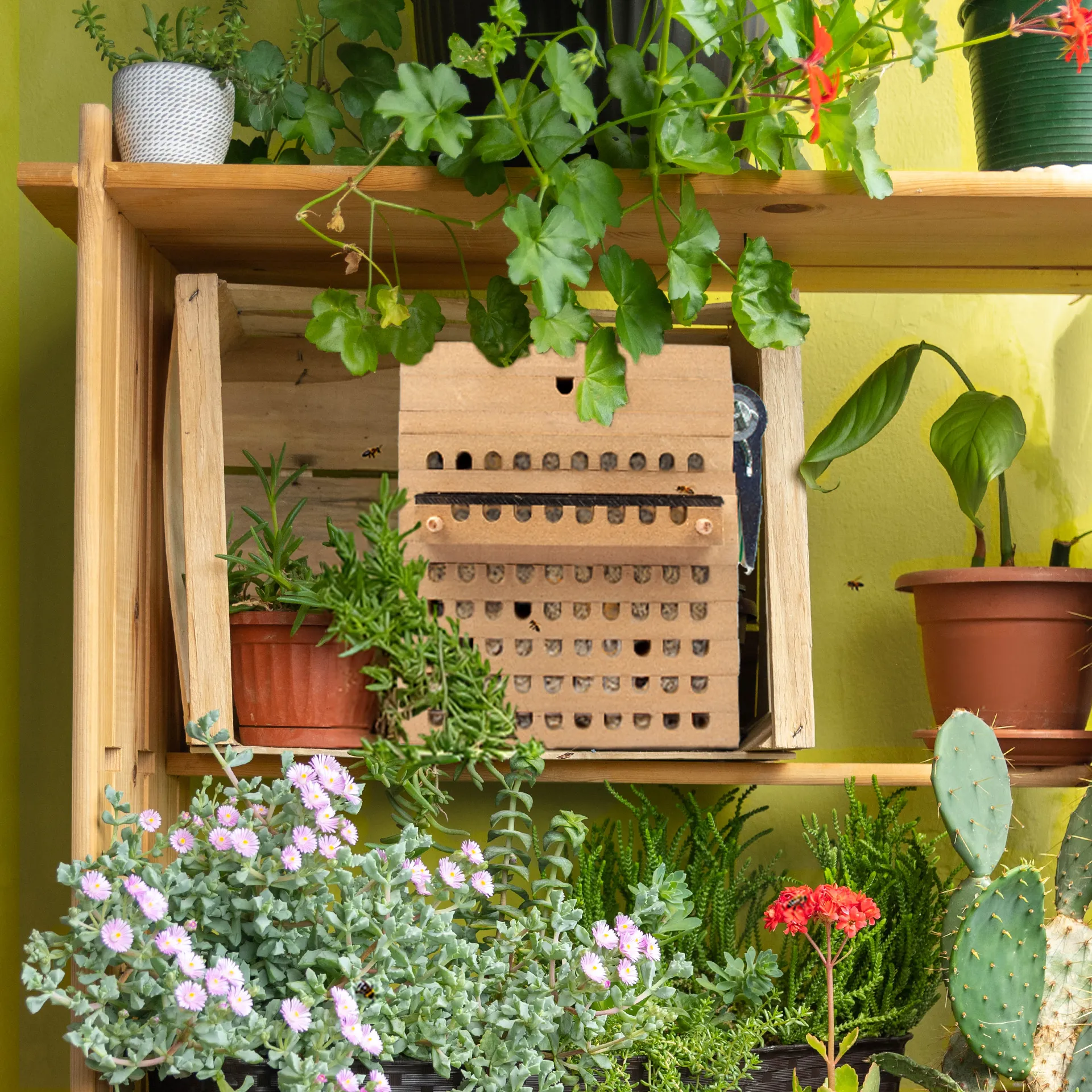 Hagemann Zuchtset Wildbienen, Rote Mauerbiene (mit Gutschein, 50 Kokons)