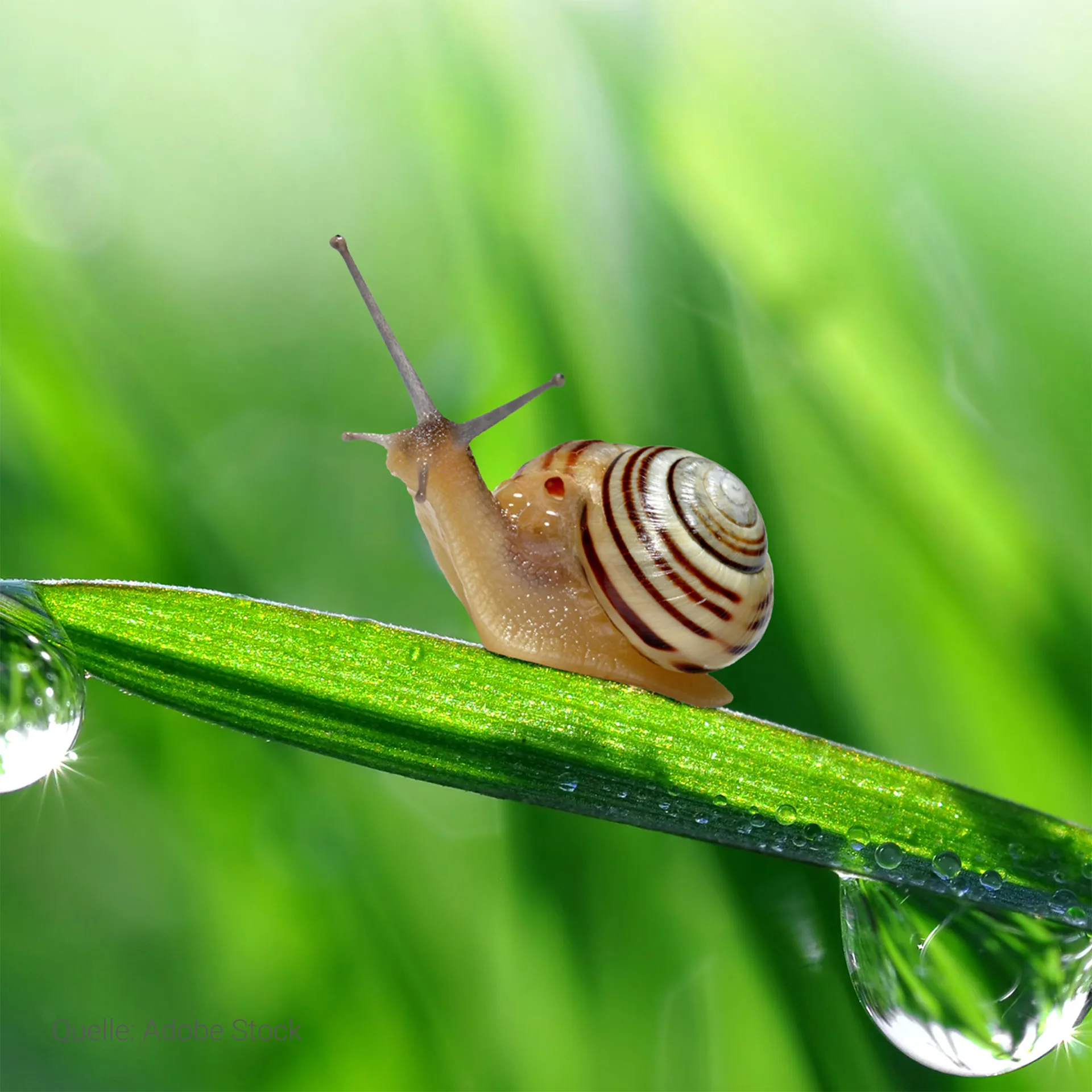 Hagemann Lebenszyklus-Modelle Schnecke, 4-tlg.