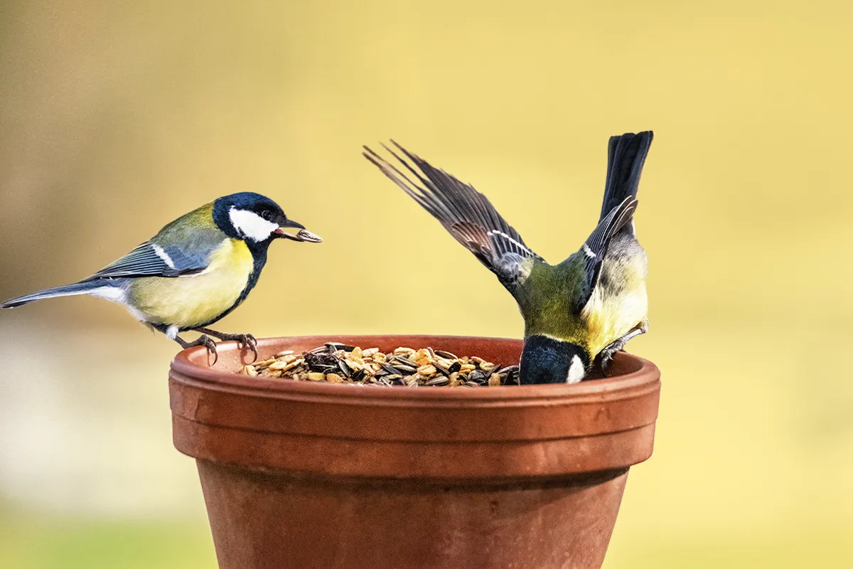 Hagemann_banner_1200_800_Vogel_(1)