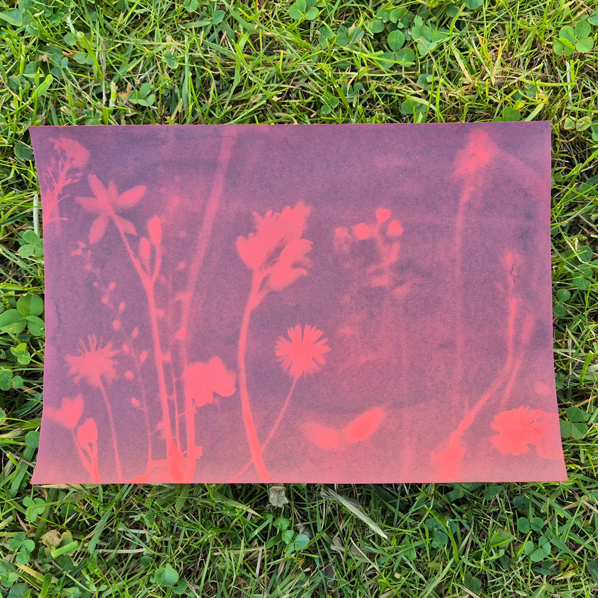 Farbiges Foto-Solarpapier DIN A 5 mit Fixierscheibe (pink, grün, gelb, rot), 16 Blatt