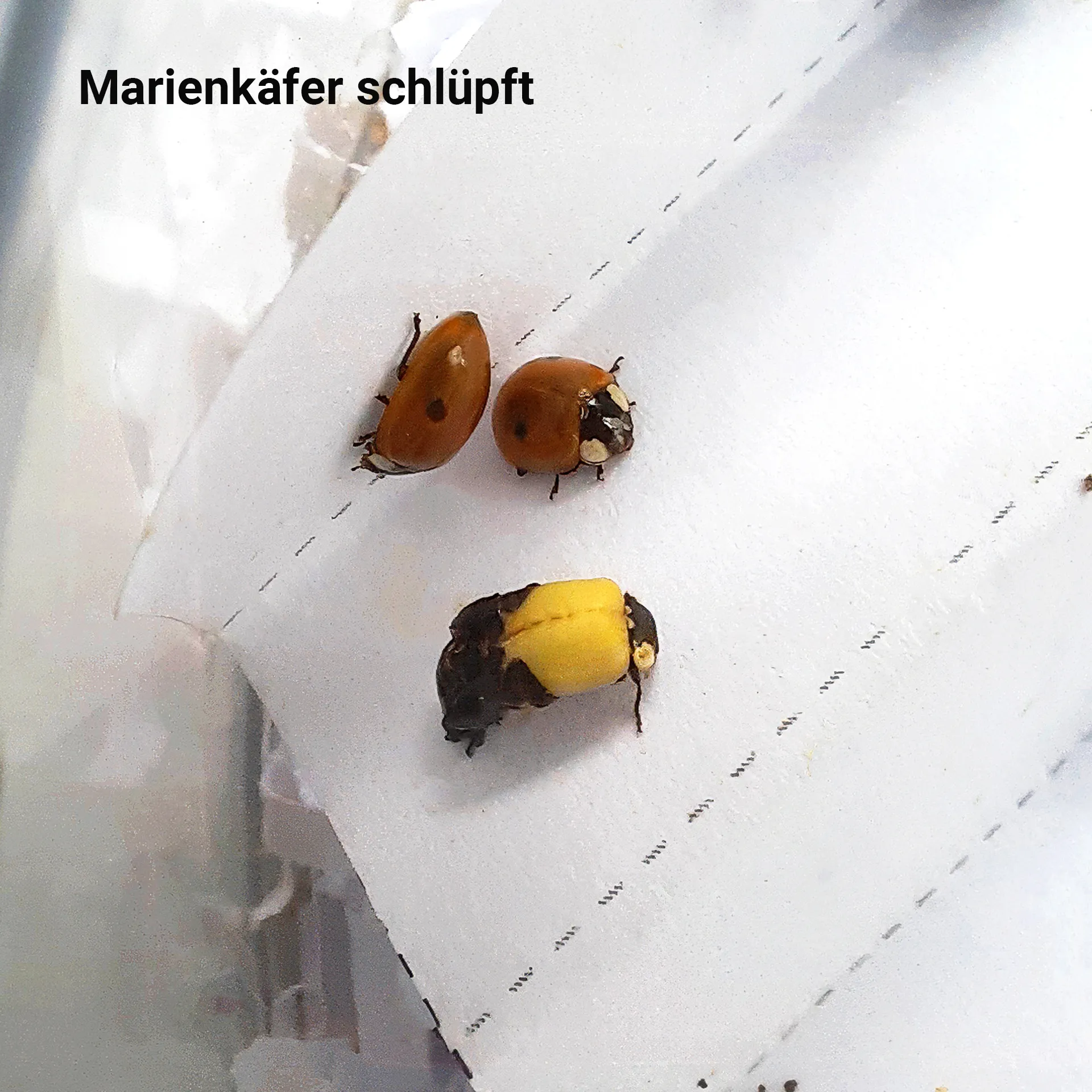 Hagemann Zuchtset Marienkäfer (10-15 Larven)