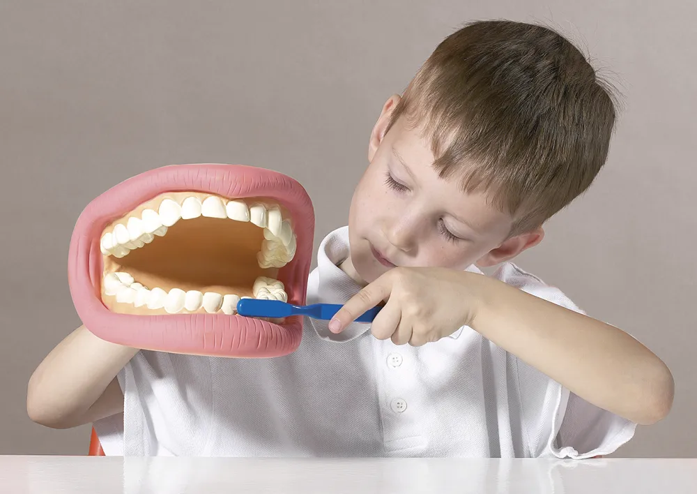 Zahnhygienemodell, groß