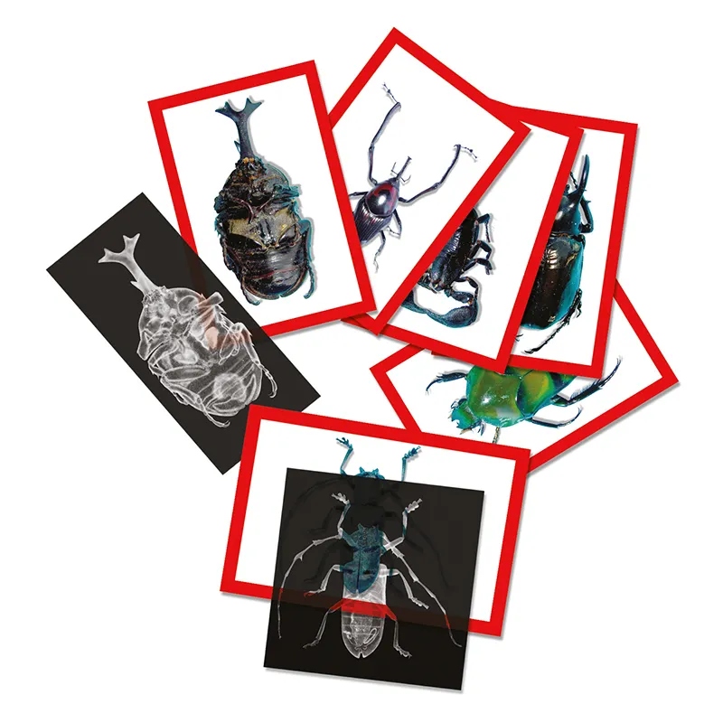 Insekten-Röntgenbilder und Bildkarten-Set, 72 tlg.