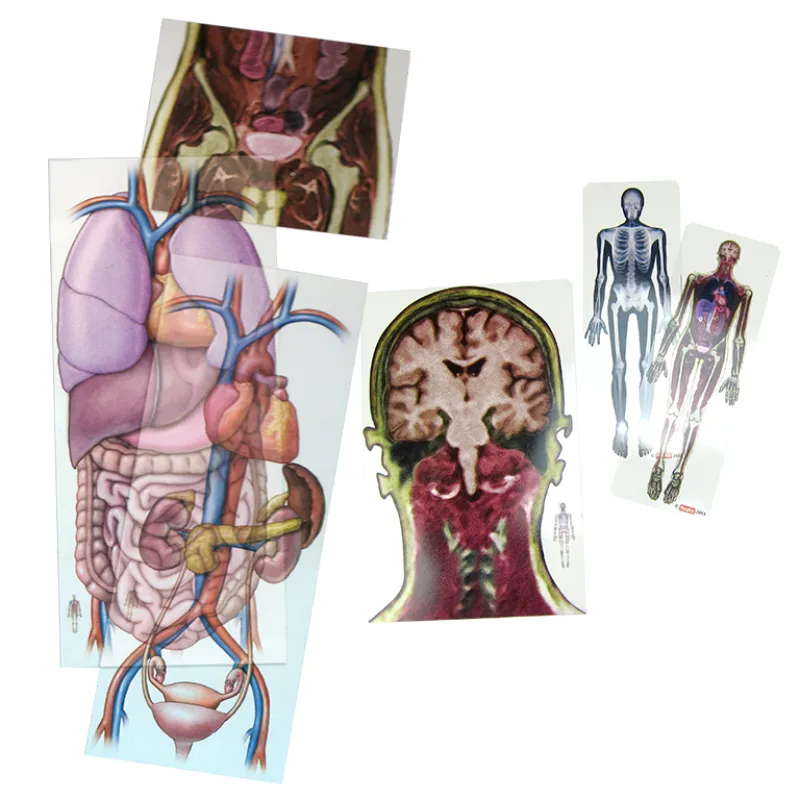 Menschen von innen: Körper