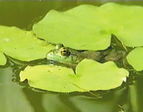 DVD-Lehrfilm Amphibien