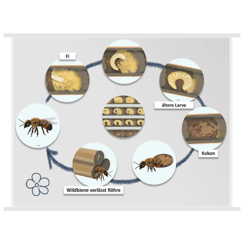 Hagemann Magnetbilder Lebenszyklus Wildbiene, 16-tlg.