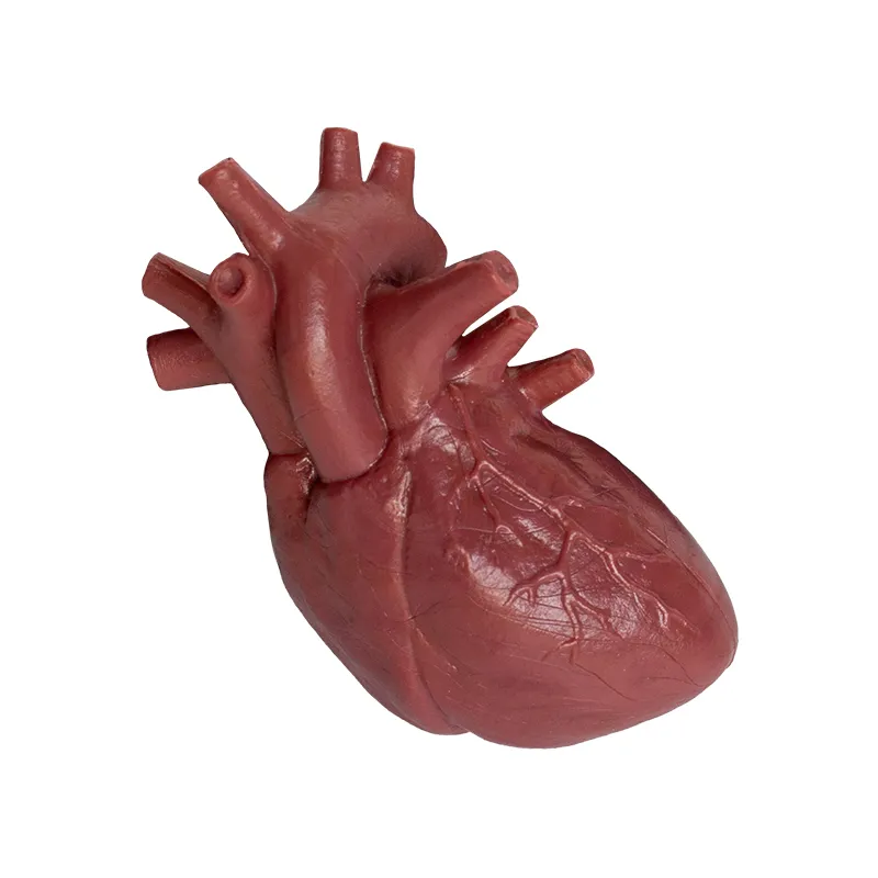 Hagemann Organe des Menschen (Modelle), 8-tlg.