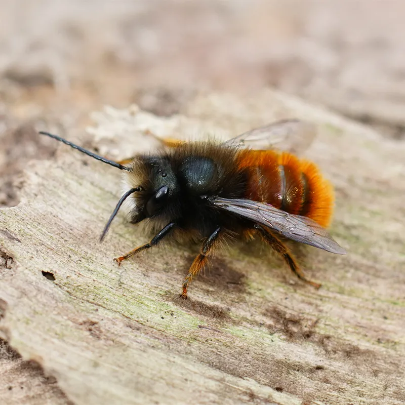 Hagemann Zuchtset Wildbienen, Gehörnte Mauerbiene (mit 50 Kokons)