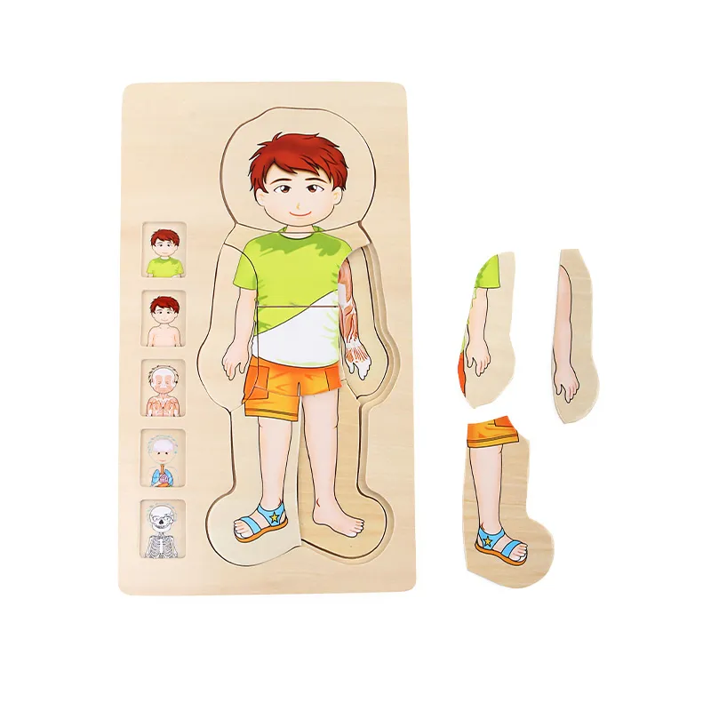 Schichtenpuzzle Anatomie Junge