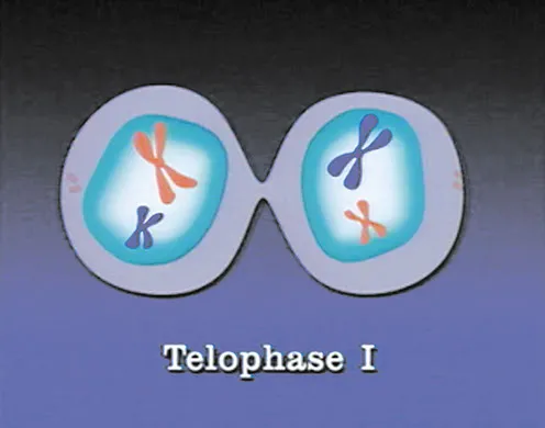 DVD-Lehrfilm "Meiose - Stadien der Reifeteilung"