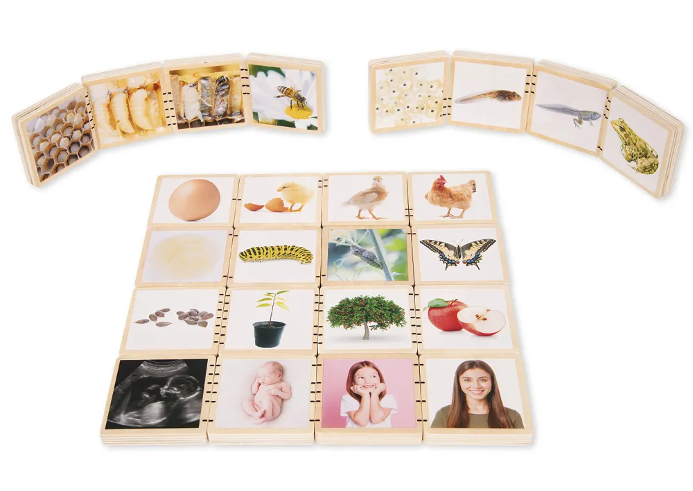 Holztäfelchen "Lebenszyklus", 25-tlg.