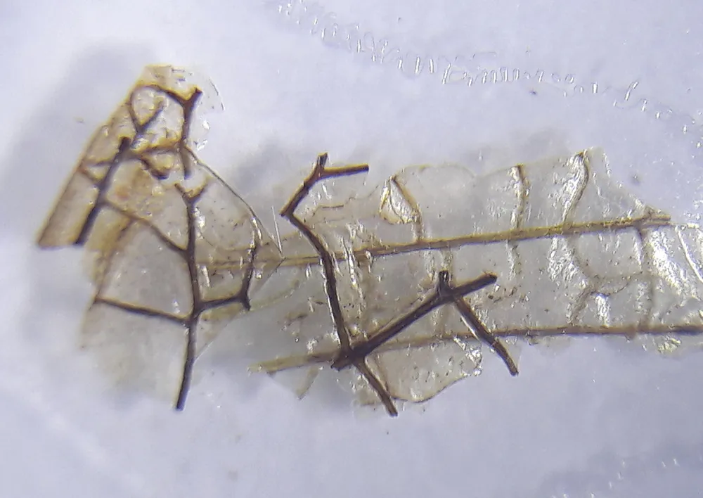 Fertig-Präparate zum Mikroskopieren (36 Stück)