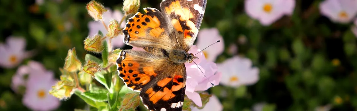 Hagemann_slider_1150_357_schmetterlinge_hfb1