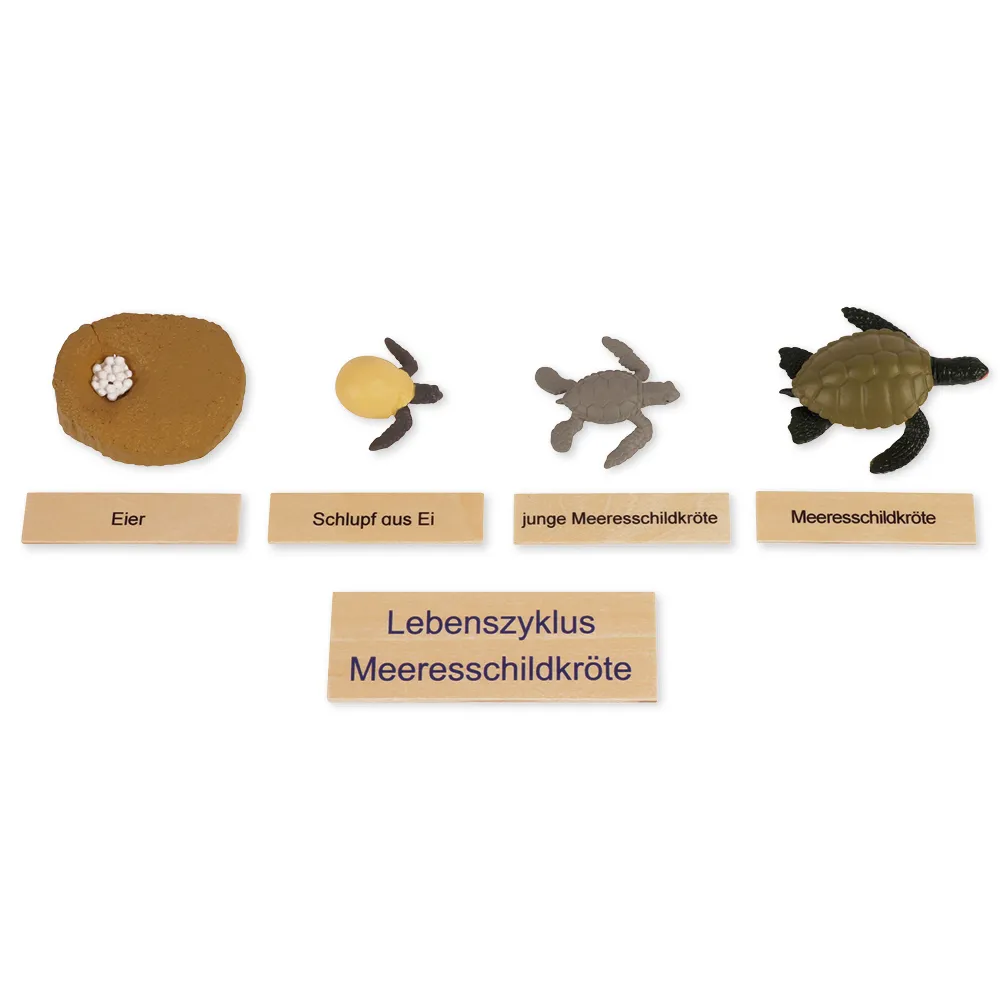 TimeTEX Lebenszyklus einer Schildkröte, in Holzbox "Montessori Premium"