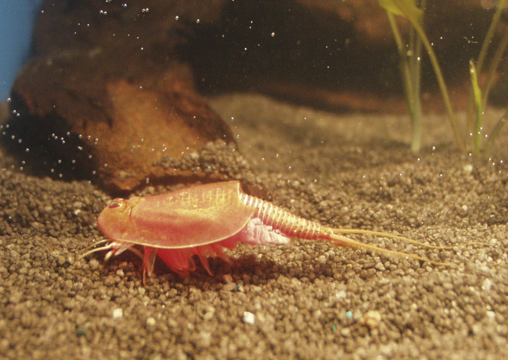 Hagemann Zuchtset Triops