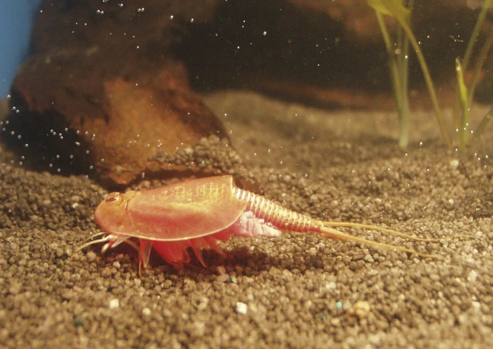 Hagemann Zuchtset Triops