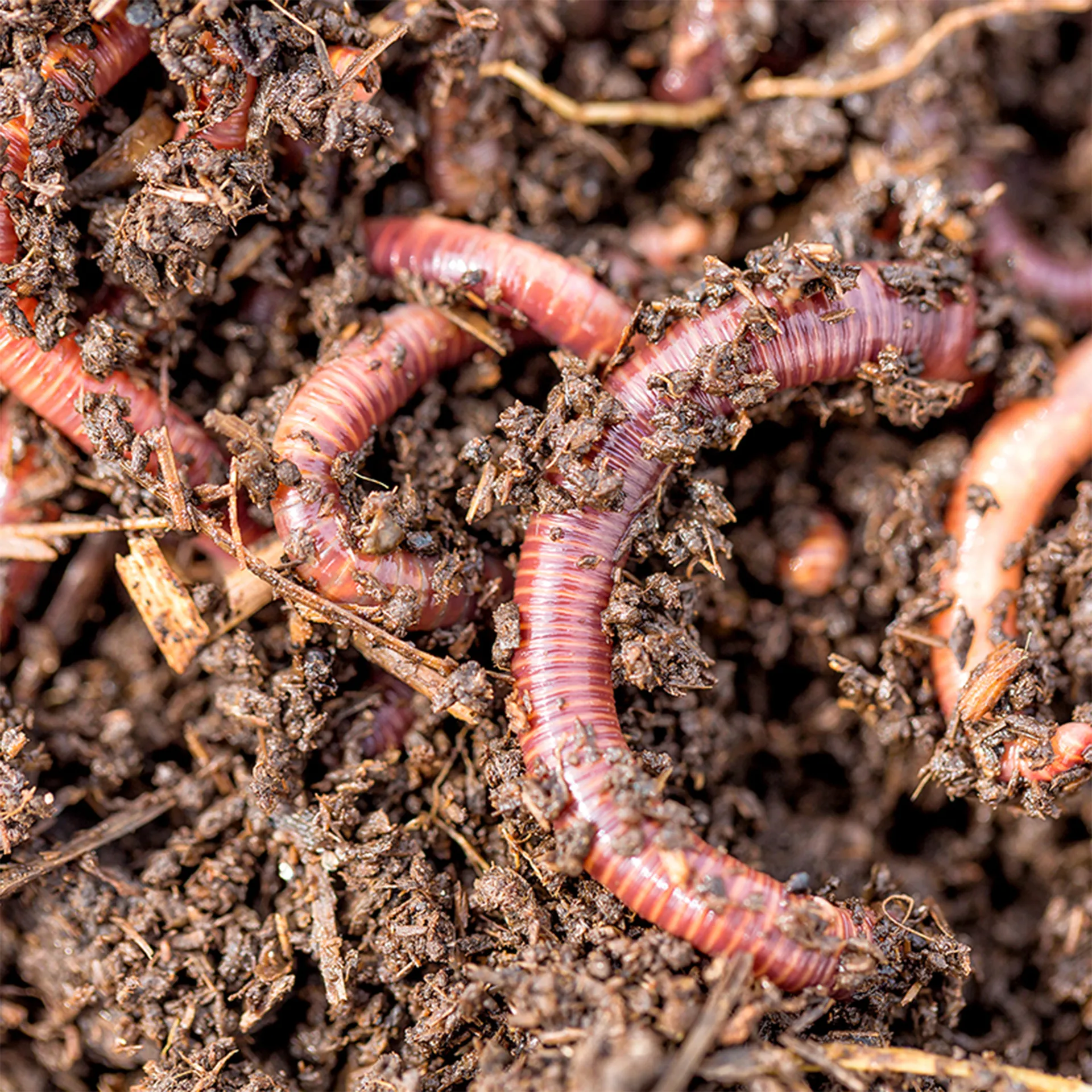 Hagemann Zuchtset Regenwürmer
