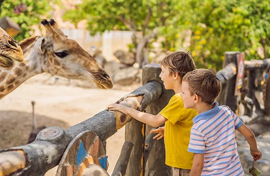 Zwei Kinder beobachten  Giraffen in einem Tierpark.