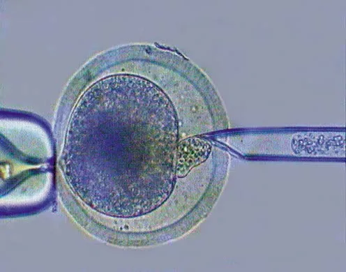 DVD-Lehrfilm Grundlagen Molekulargenetik