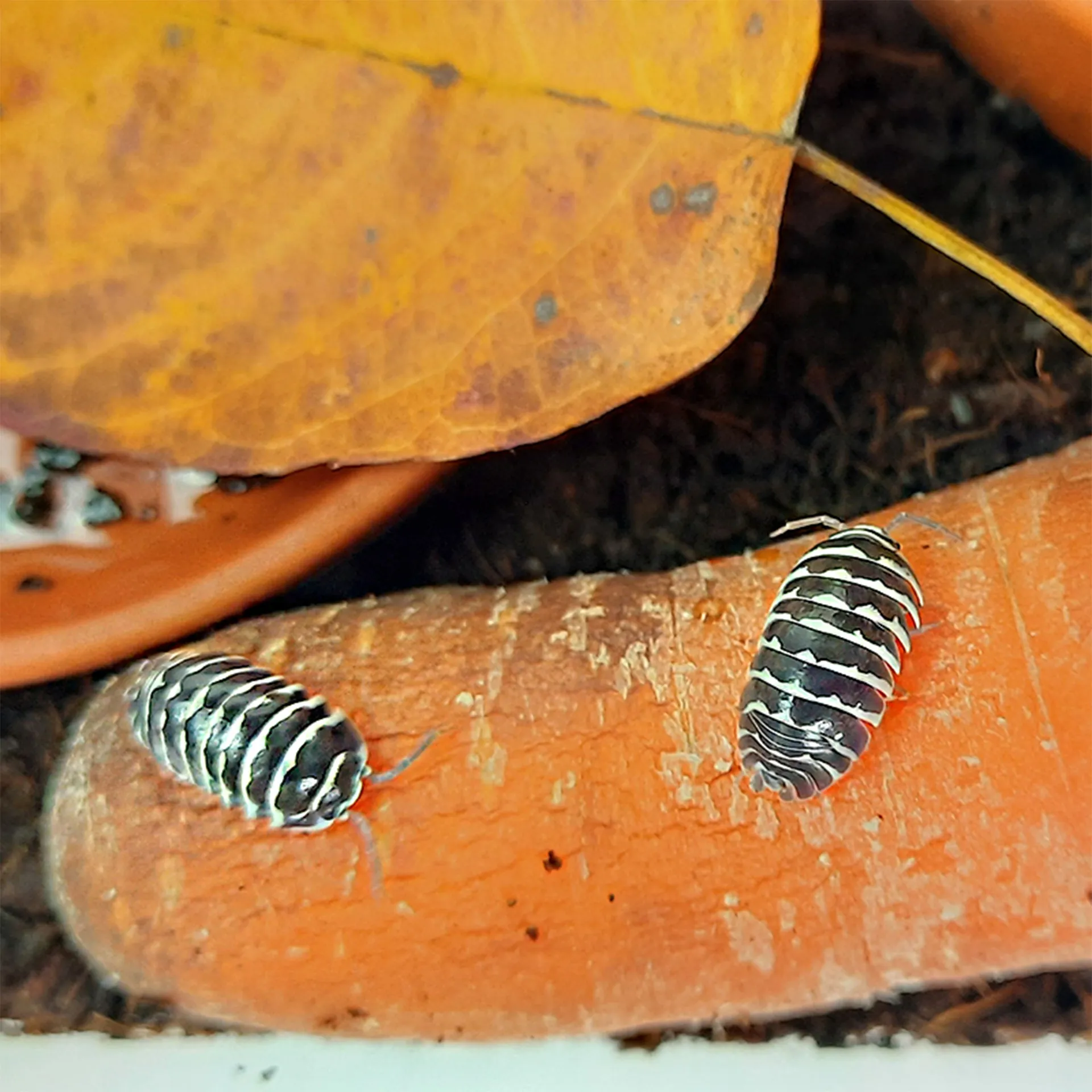 Hagemann Zuchtset Asseln