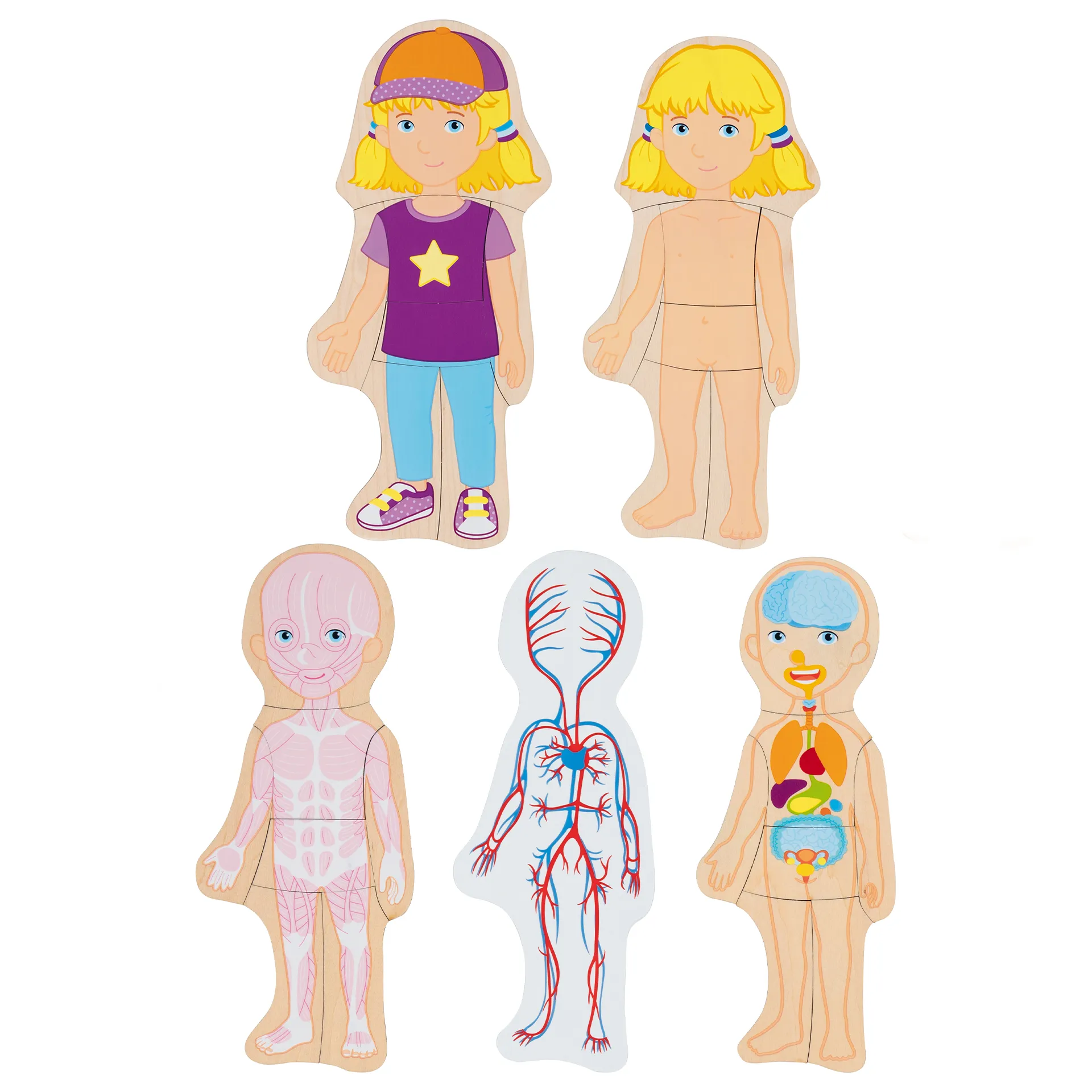 Schichtenpuzzle Anatomie Mädchen