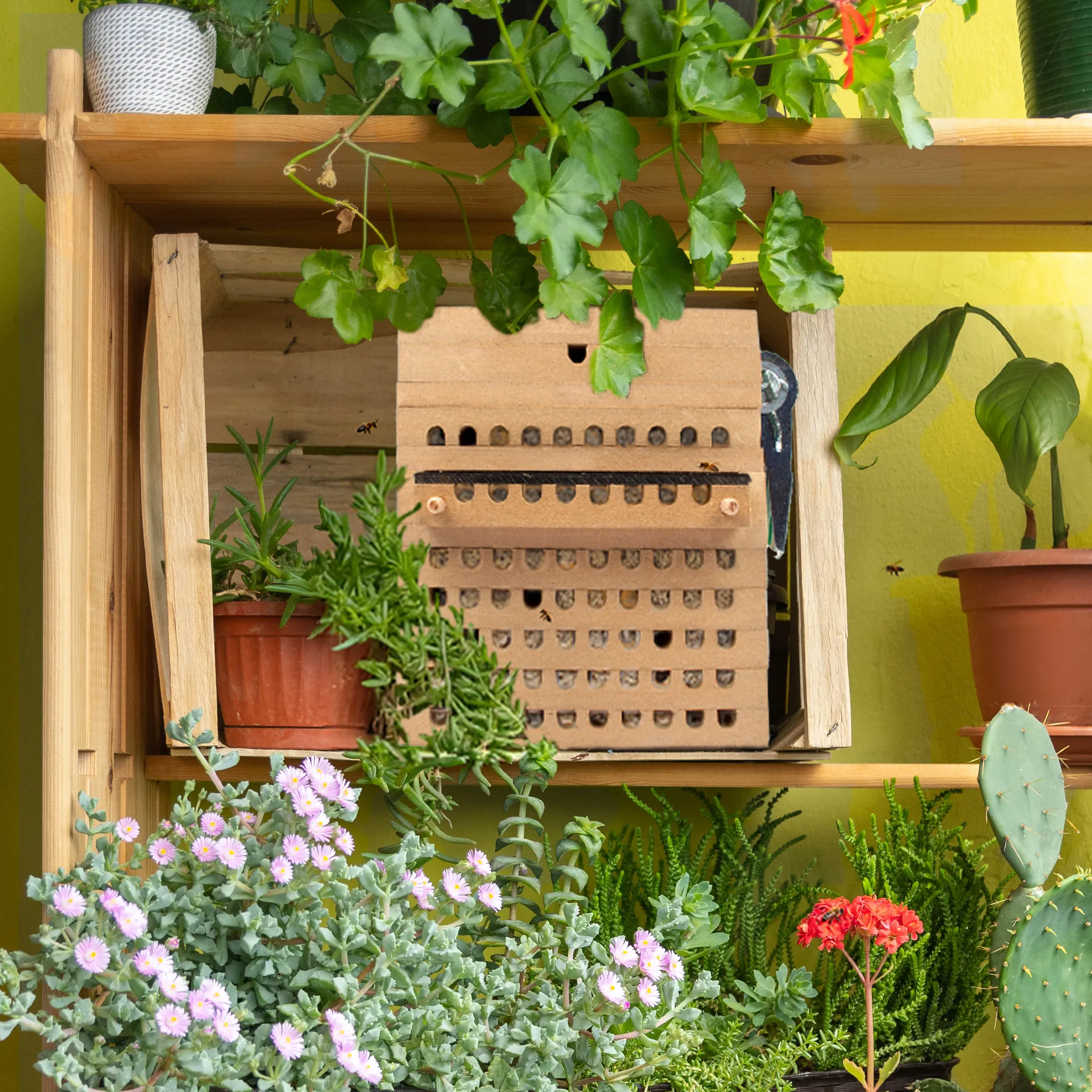 Hagemann Zuchtset Wildbienen, Rote Mauerbiene (mit 50 Kokons)