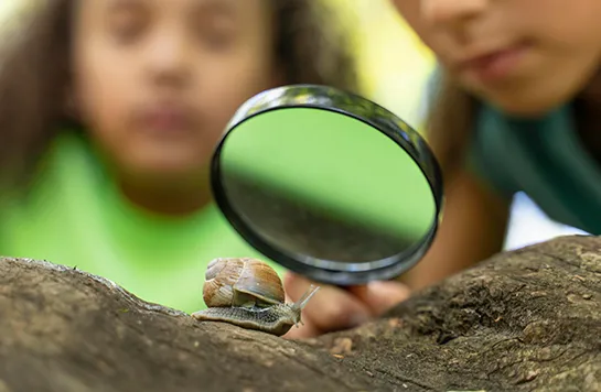 Kinder untersuchen eine kriechende Schnecke in der Natur mithilfe einer Lupe