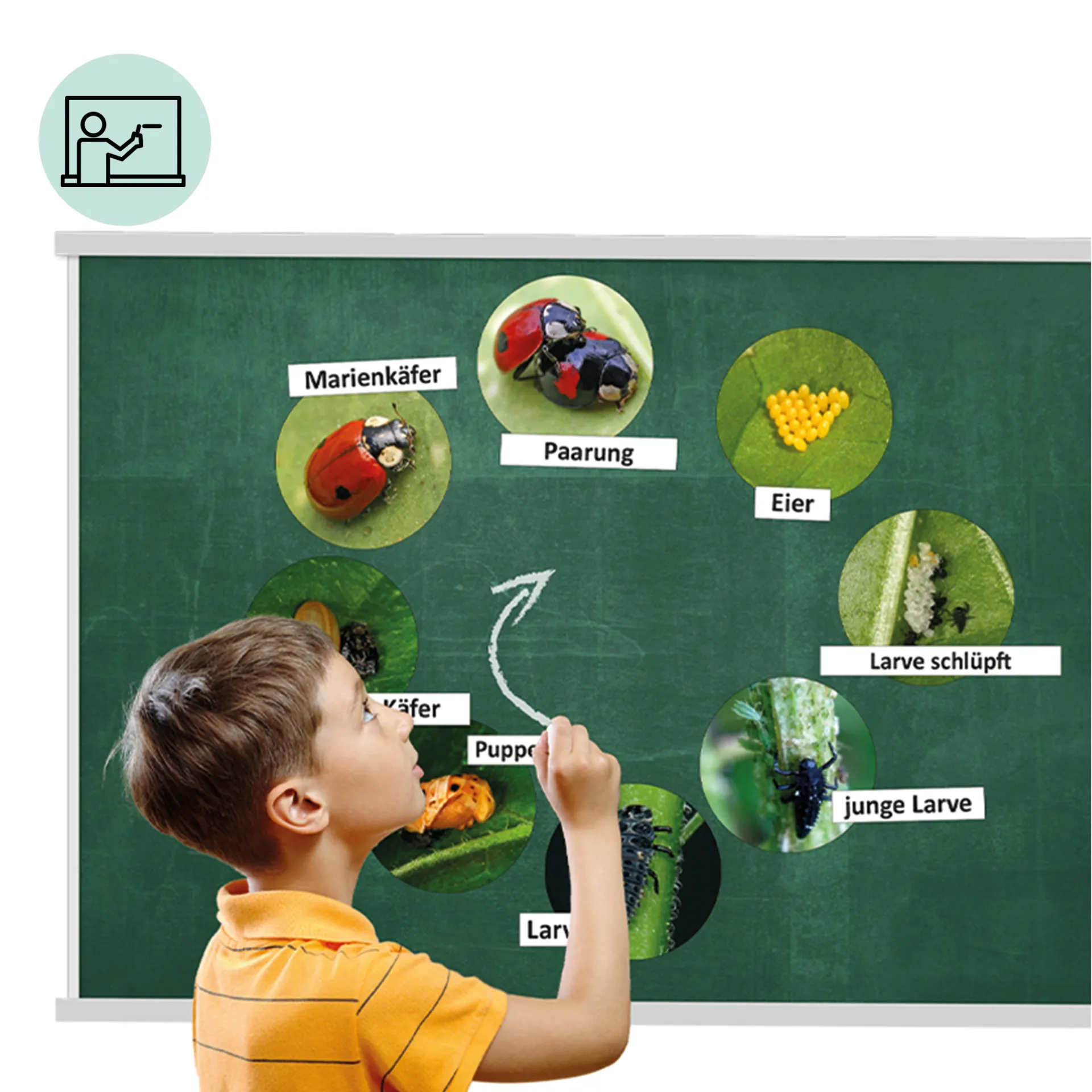 Klassenset Lebenszyklus Schmetterlinge, Bienen & Marienkäfer, magnetisch, 100-tlg. 