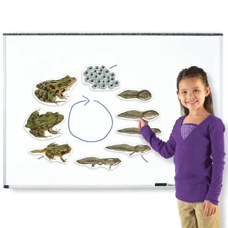Lebenszyklus Frosch (magnetisch)